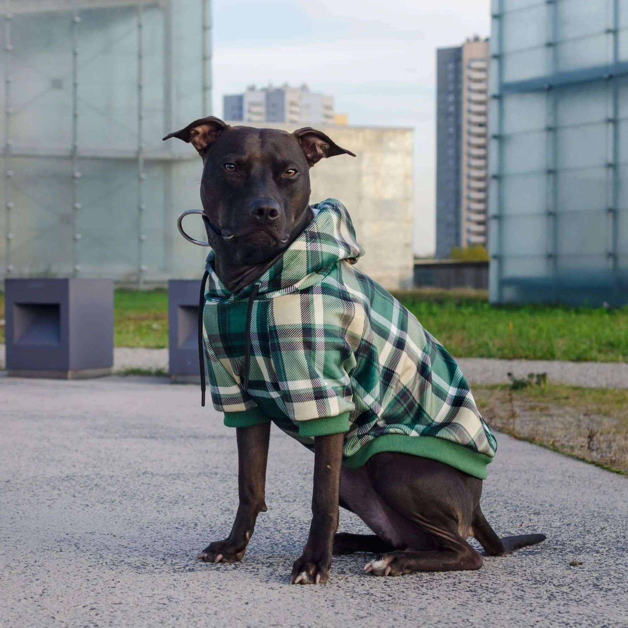 Plaid Dog Hoodies