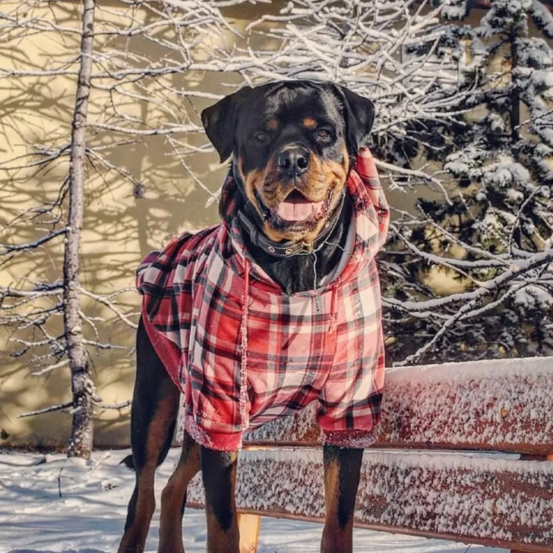 Plaid Dog Hoodies